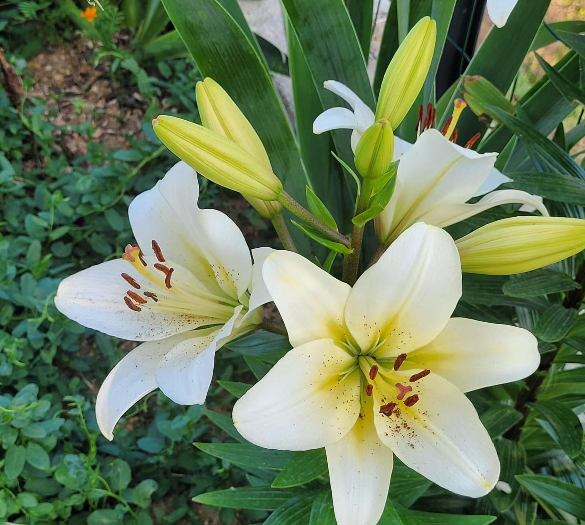 Le Jardin Des Oliviers *