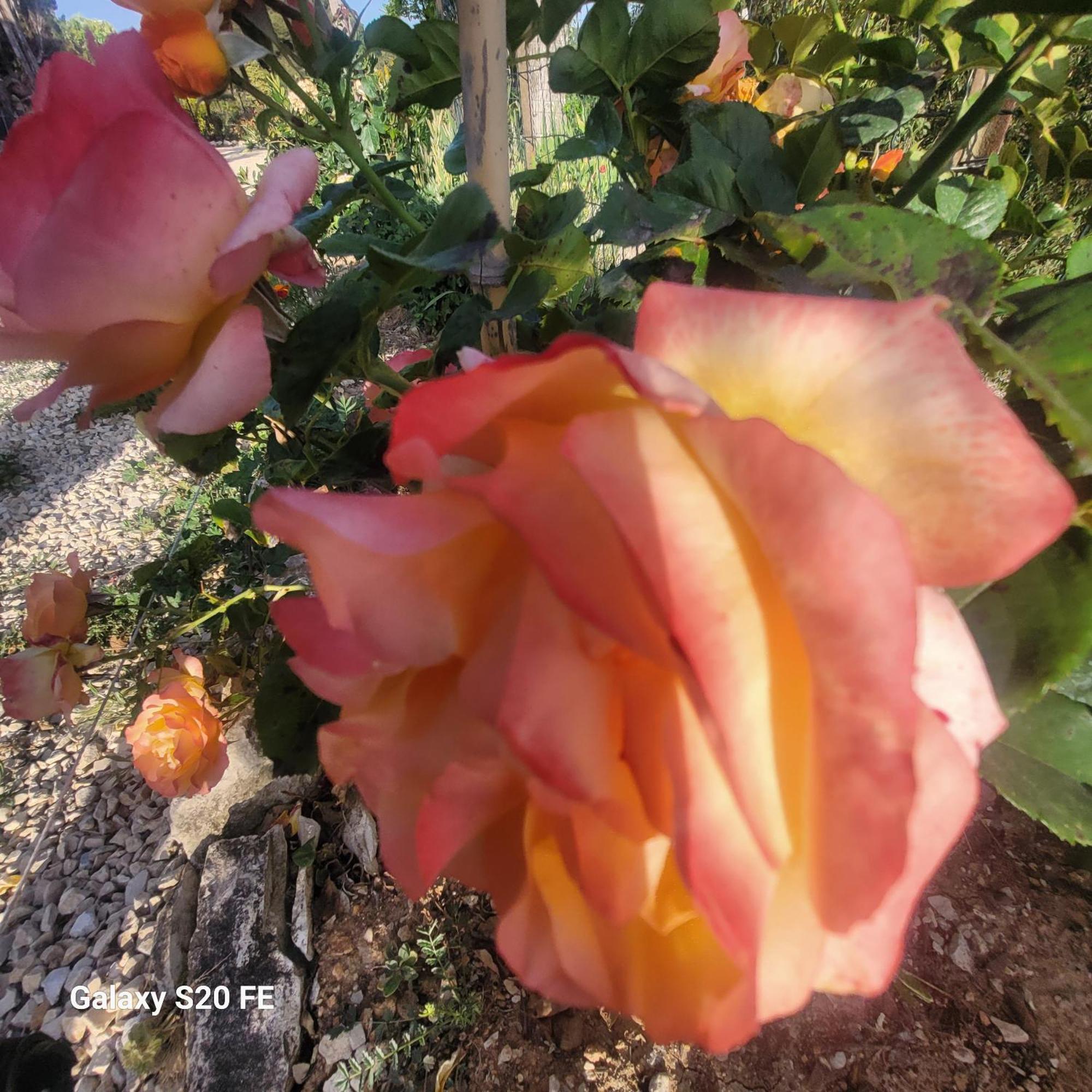 Le Jardin Des Oliviers