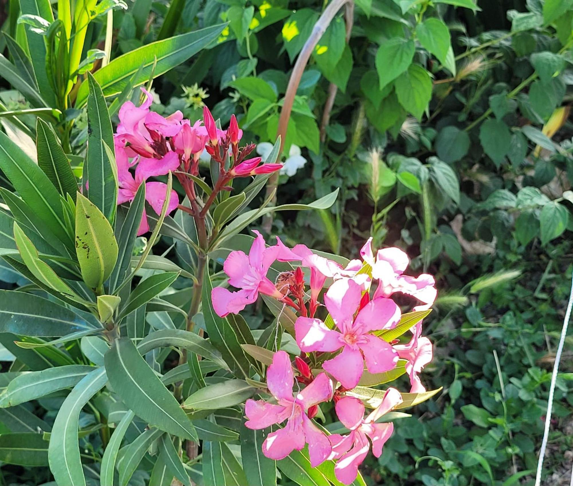 Le Jardin Des Oliviers Alloggio in famiglia *