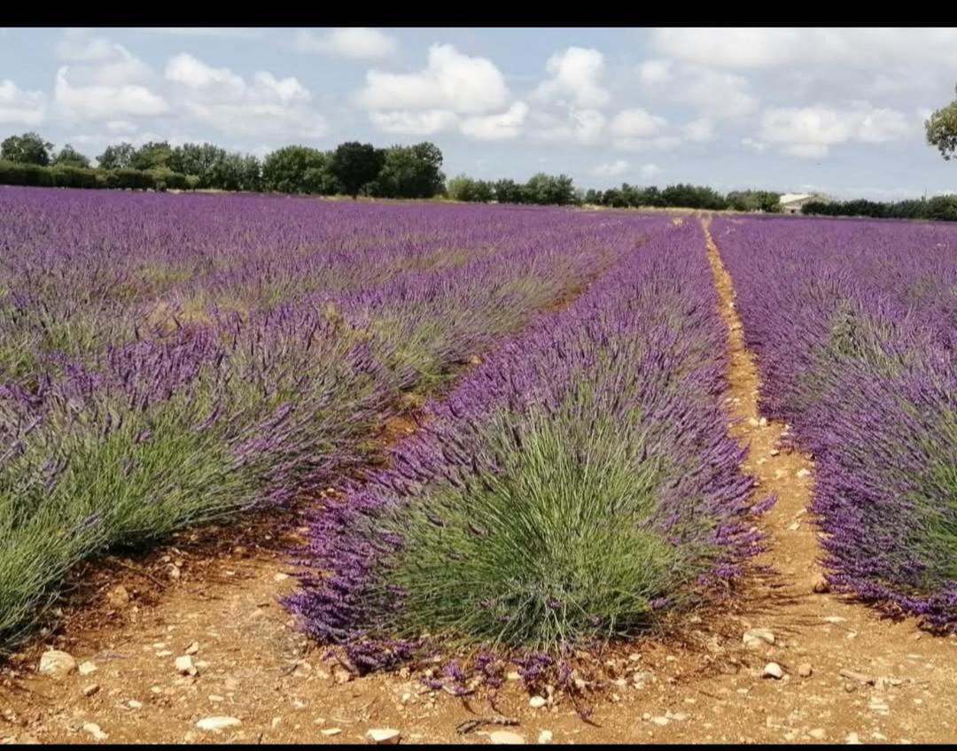 Homestay Le Jardin Des Oliviers