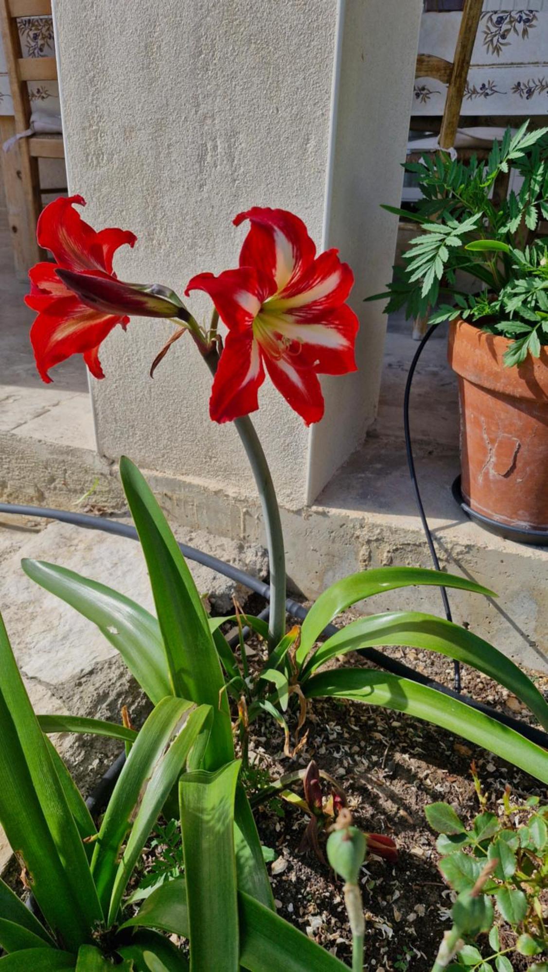 Le Jardin Des Oliviers Alloggio in famiglia Apt