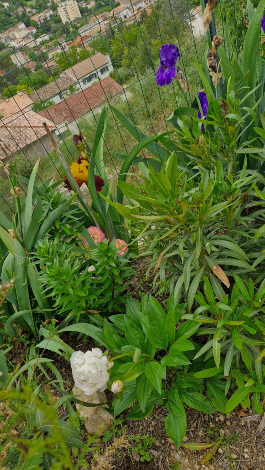 Le Jardin Des Oliviers * Apt