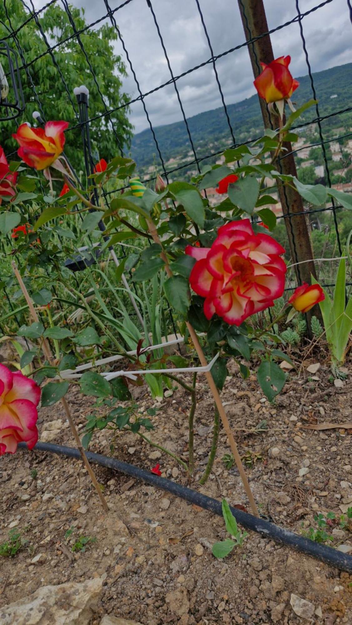Le Jardin Des Oliviers Alloggio in famiglia *